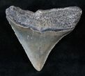 Serrated Posterior Megalodon Tooth - SC #12886-1